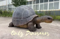 A giant tortoise is lying on the ground