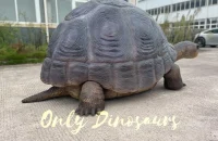 A giant tortoise is lying on the ground