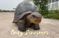 A giant tortoise is lying on the ground