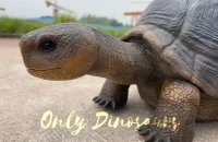 A giant tortoise is lying on the ground