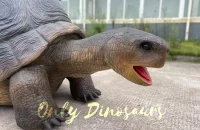 A giant tortoise is lying on the ground