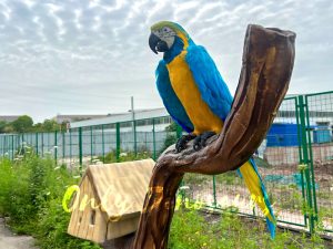 Interactive Talking Parrot With Lifelike Appearance